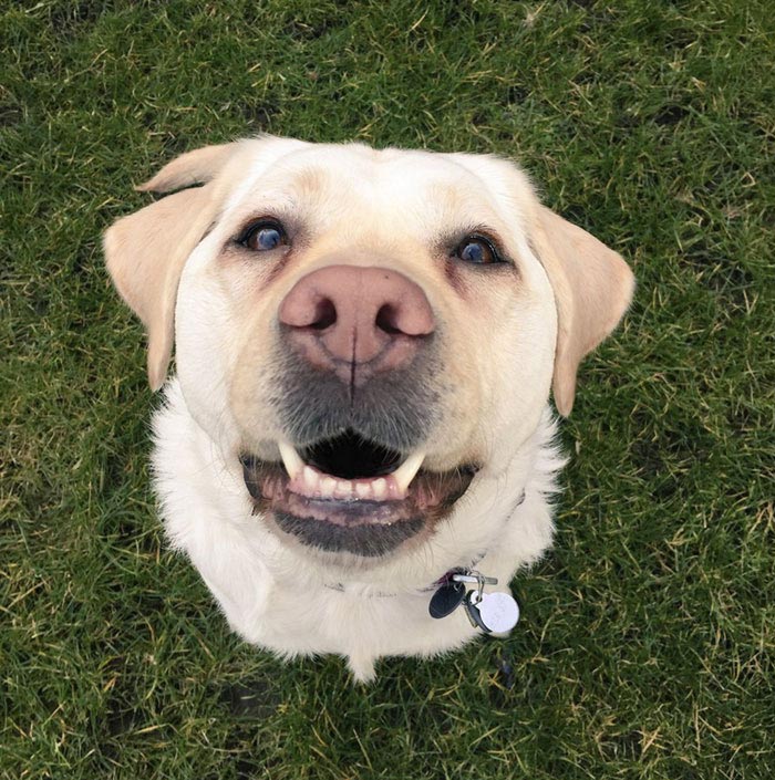 не уступили место слепому в метро, слепой и собака-поводырь в метро, не уступили место слепому с собакой-поводырём