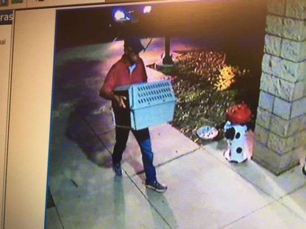 Что-то странное подбросили в один из приютов, и вам наверняка захочется узнать, что это такое Что-то странное подбросили в один из приютов, кот в колтунах