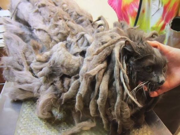 Что-то странное подбросили в один из приютов, и вам наверняка захочется узнать, что это такое Что-то странное подбросили в один из приютов, кот в колтунах