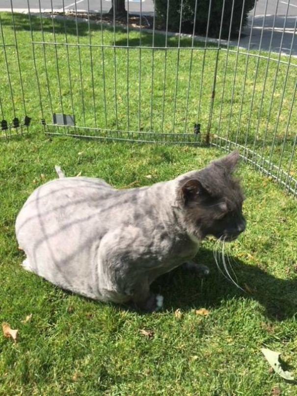 Что-то странное подбросили в один из приютов, и вам наверняка захочется узнать, что это такое Что-то странное подбросили в один из приютов, кот в колтунах