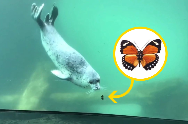 тюлень Кайя, тюлень и бабочка, дружба тюленя и бабочки, бабочка и тюлень