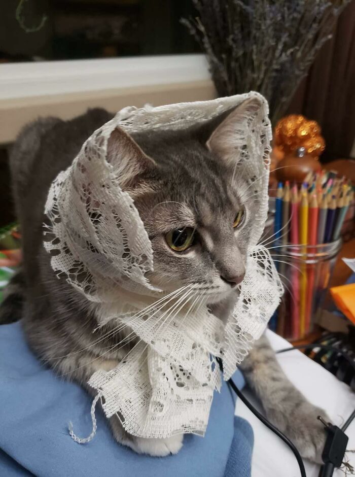 Картинки кошки в платочках