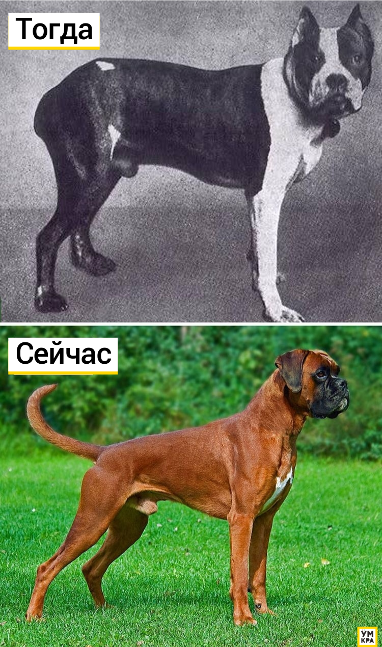 доберман 100 лет назад