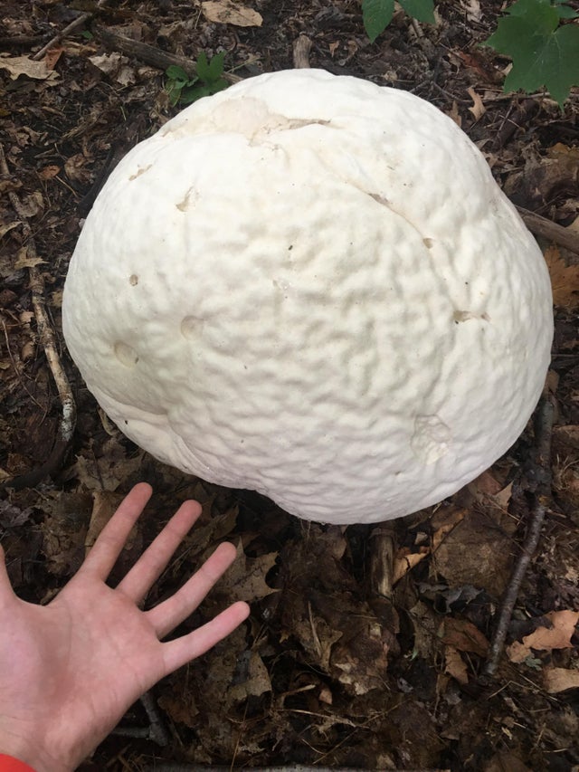 Самый большой в мире гриб фото книга рекордов гиннесса