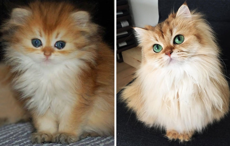 Как меняются котята с возрастом фото