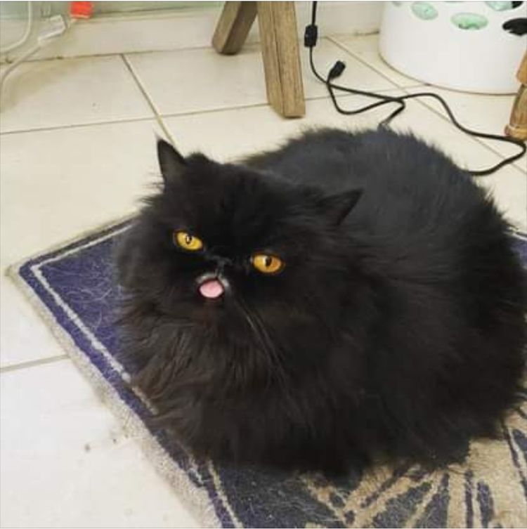 04-12-26-1618910806491214389