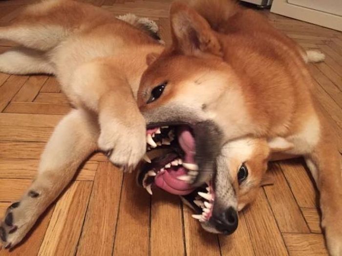 04-13-24-1619000682533126564