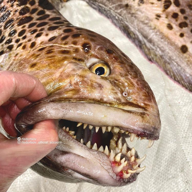 05-13-03-16209866371257515612