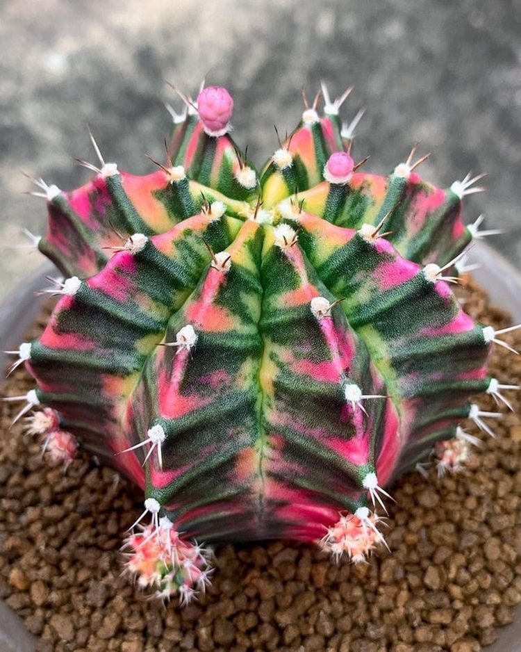 05-14-13-16213364011797050382