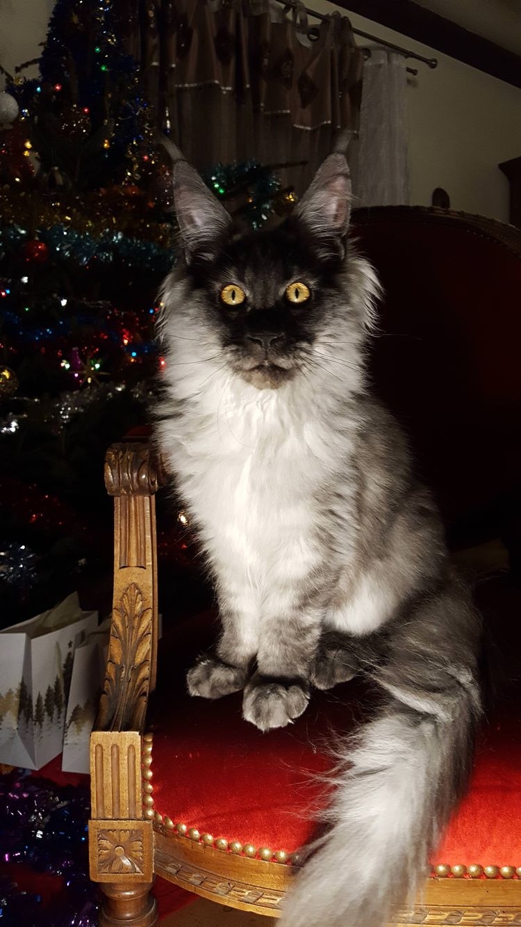 05-17-00-16222104521484600200