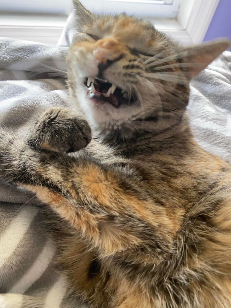 06-10-53-16250396201079902192