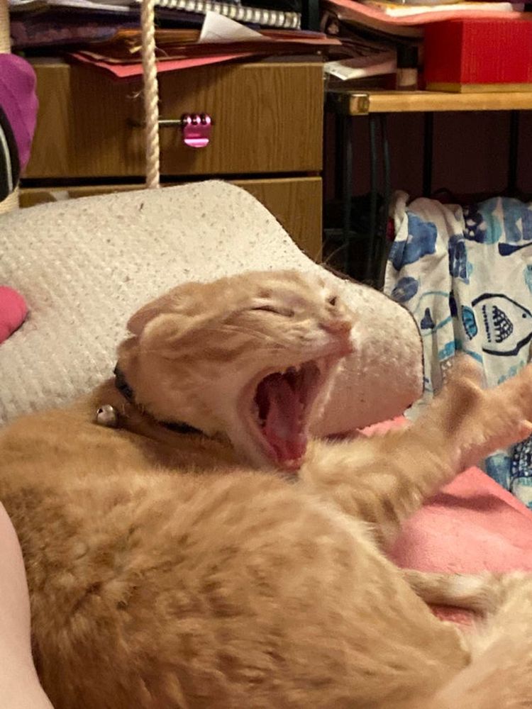 06-10-53-16250396291845840656