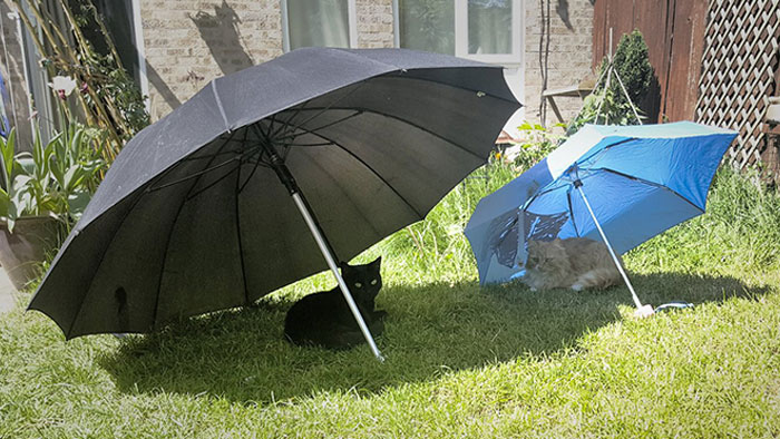 06-11-37-16244374681512802266