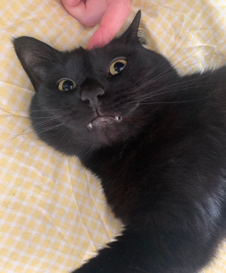 06-11-53-16239200351335393803