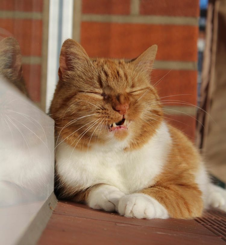 06-11-54-1623920042795809637