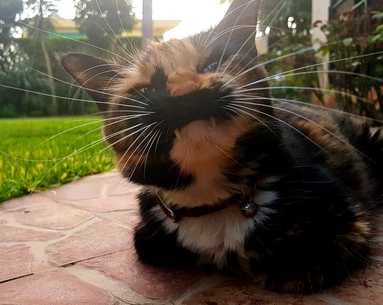 06-11-54-162392004889287191