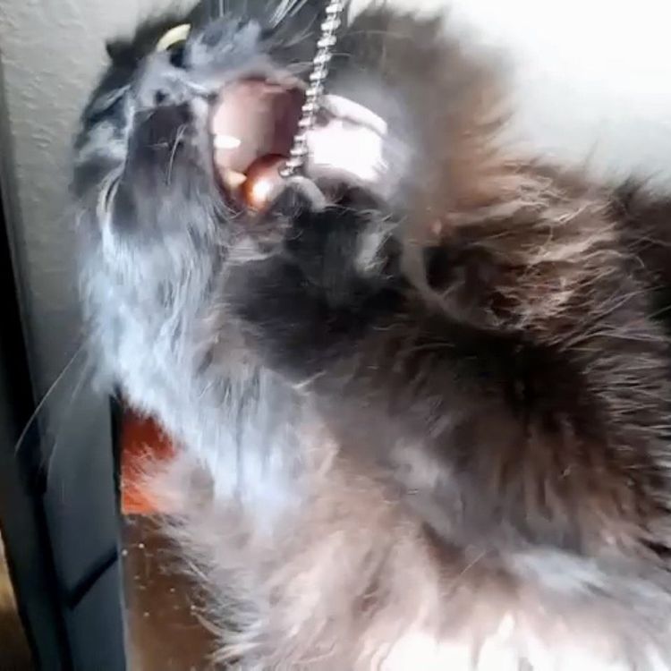 06-11-58-1624006714572785602