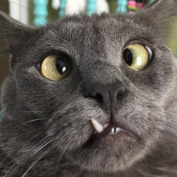 06-11-58-162400671769390292