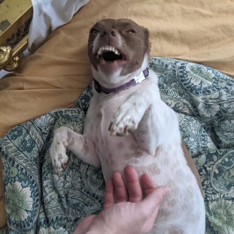 06-11-58-16240067321668047689