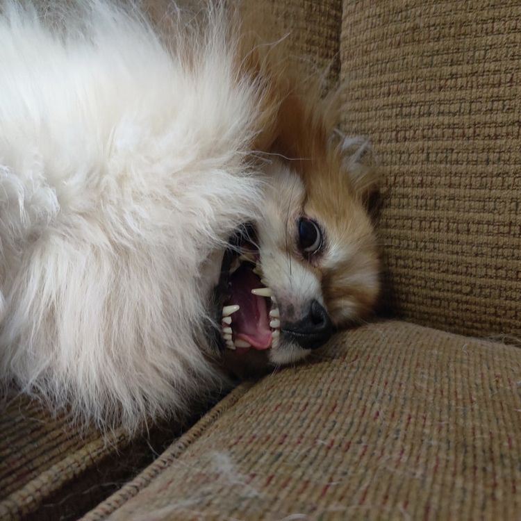 06-12-19-1623835186487924846