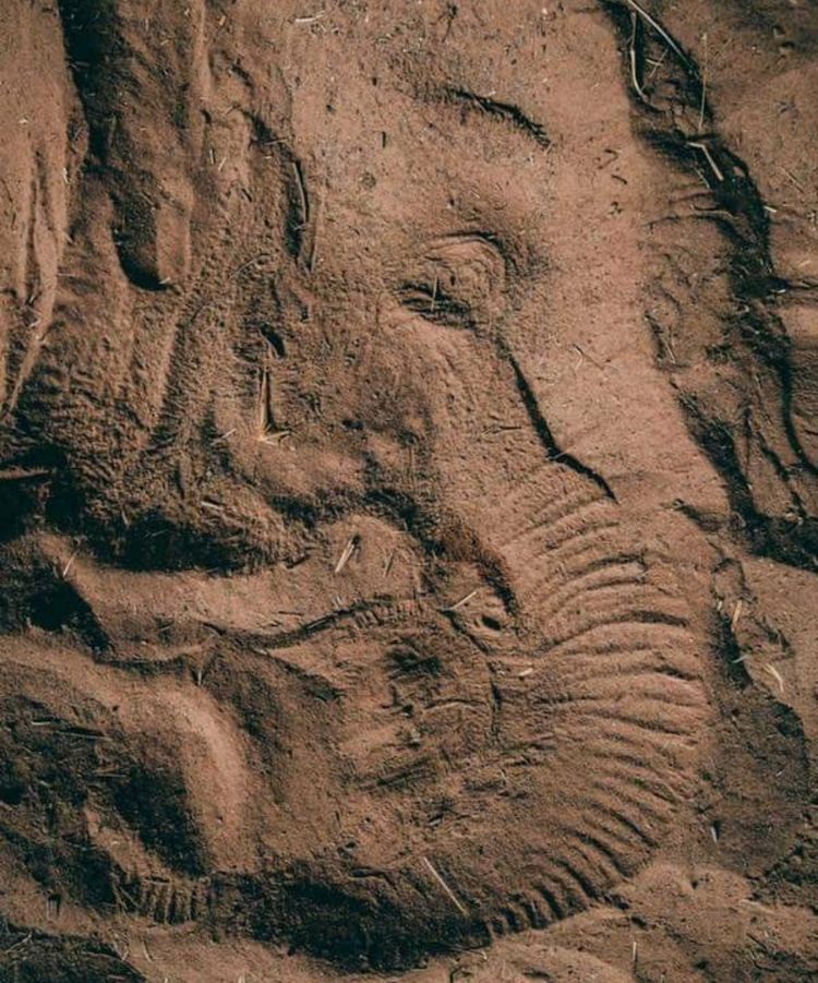 06-13-29-1624616997490044418