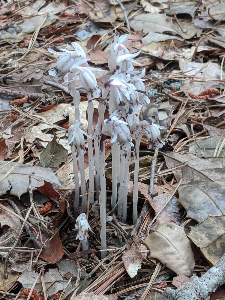 06-13-29-1624616997895380263