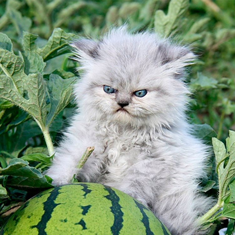 06-14-59-16248815921737998508