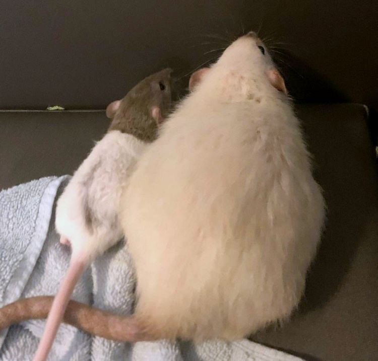 06-21-27-1622917643208628557