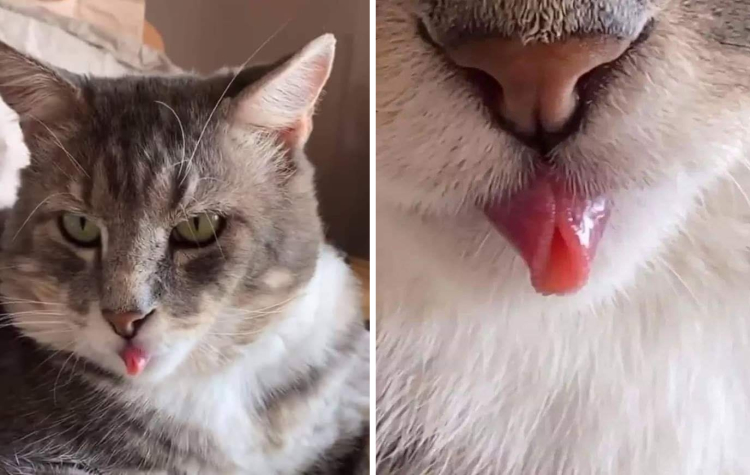 07-10-44-16256438772029821667