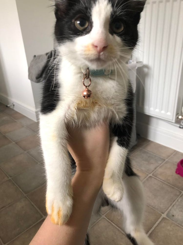 07-13-20-1627035619741833460