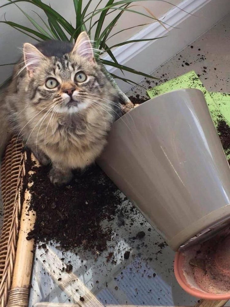 07-13-21-1627035701607042112