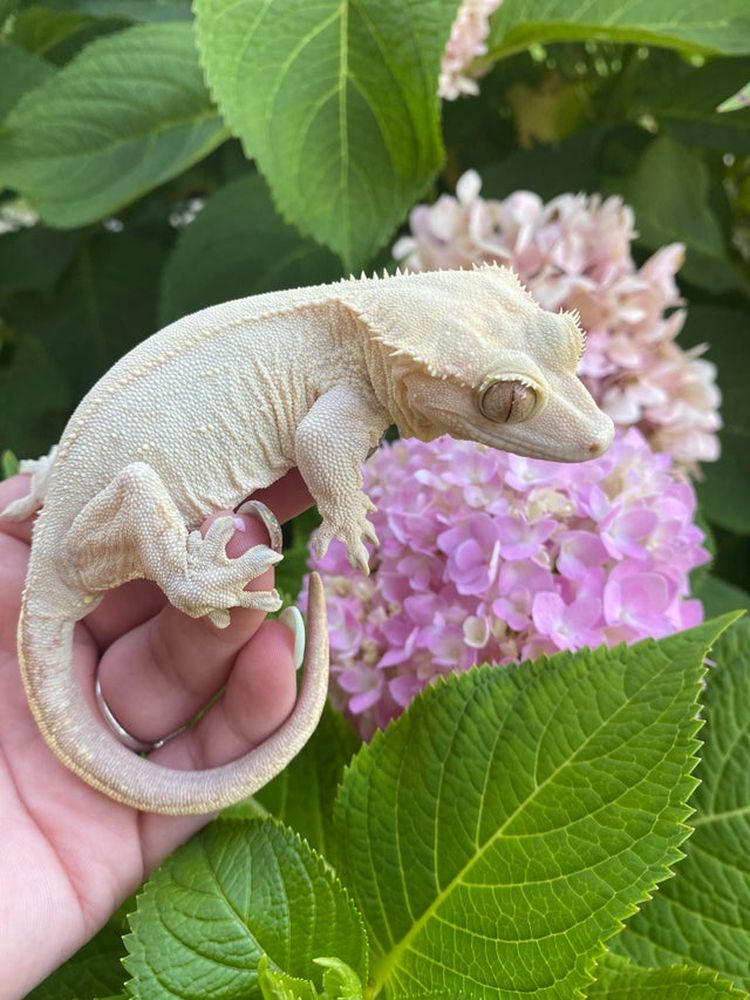 07-14-20-16263480111379507156