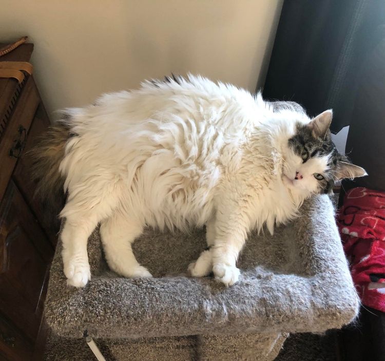 07-14-20-16263480571011769