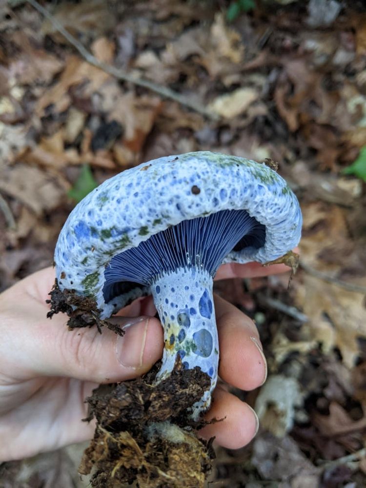 07-16-30-16257510381894465623