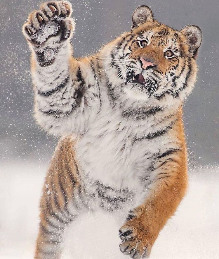 07-17-32-1626791544701327839