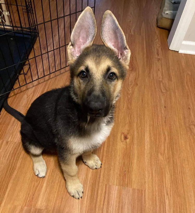 07-17-32-16267915661333154595