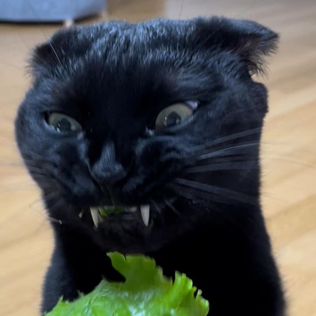 09-12-06-16328199781497931791