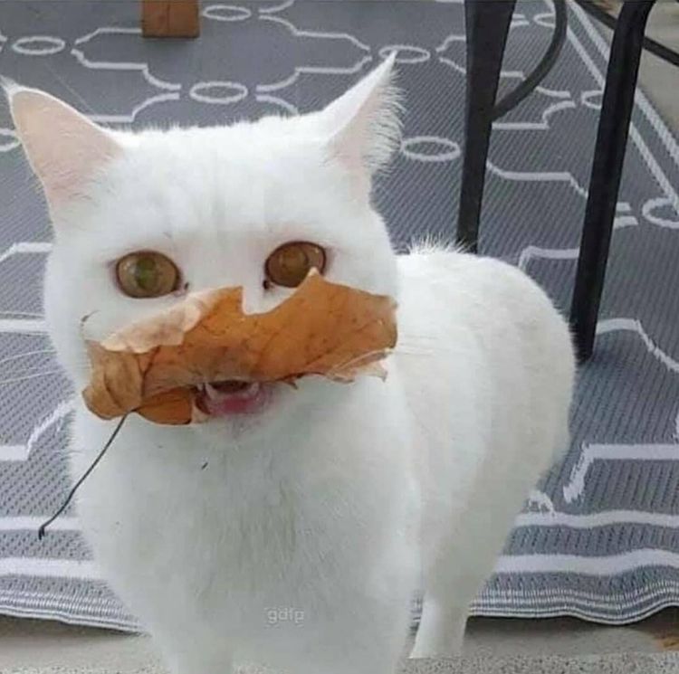 09-12-36-1632130611189326651