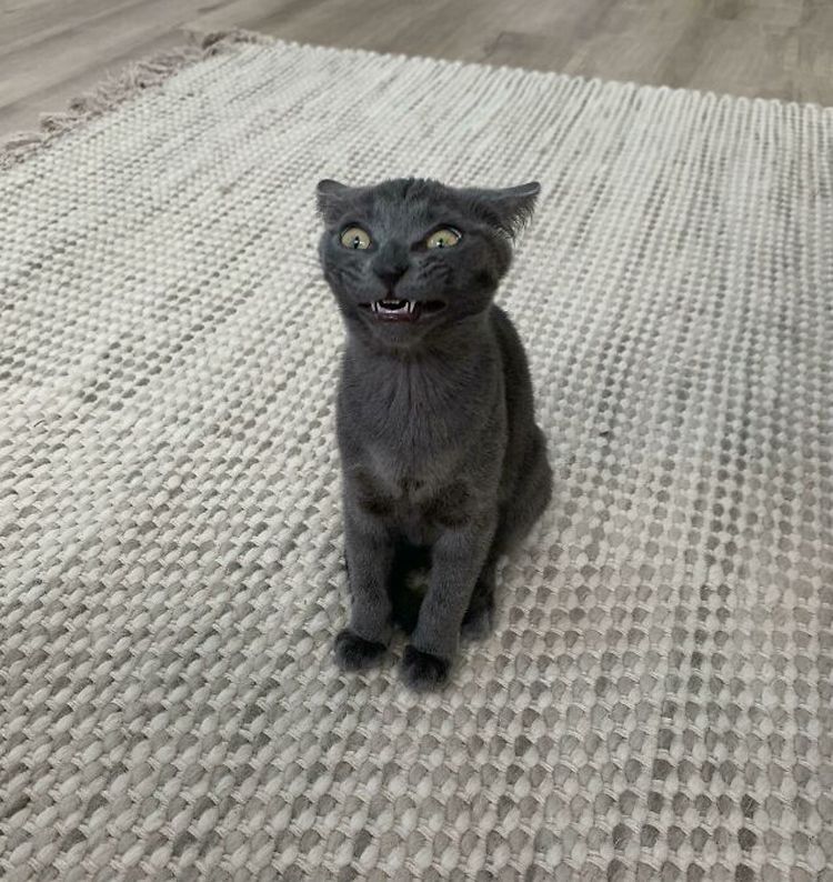 10-13-02-1635156132821263552