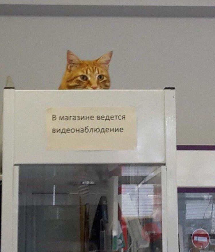 11-15-53-16368079921099174102