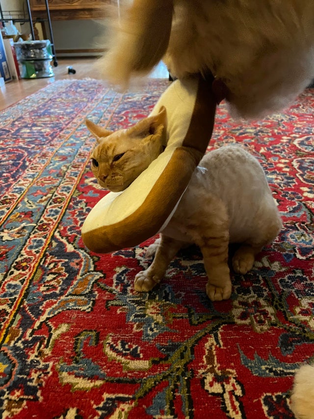 12-10-46-16407639831893642981