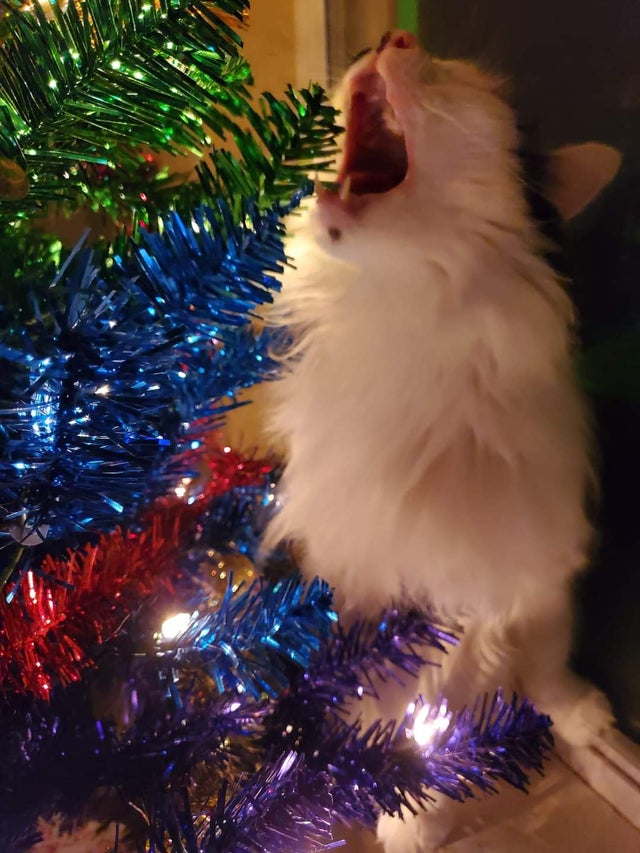 12-14-47-1639396065466917147