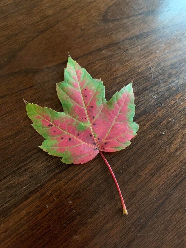 12-15-18-16396571321193865170