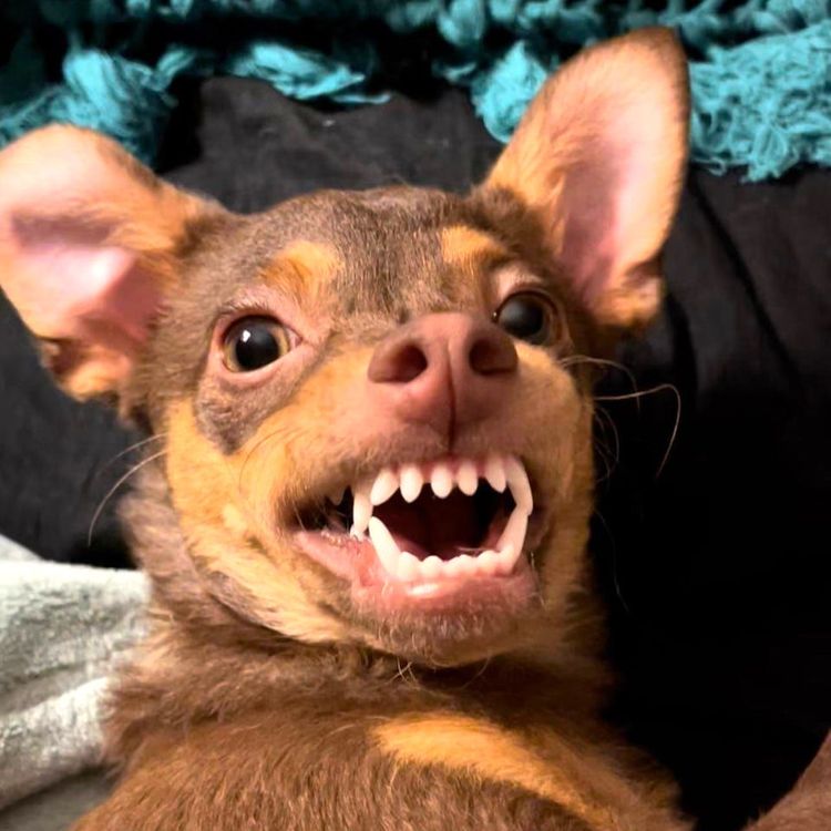 01-19-15-1643386549224481043