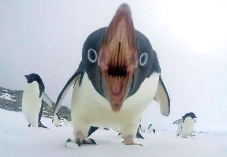 03-11-02-16468129411747903387