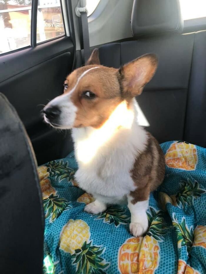 03-11-03-1647417796210712775