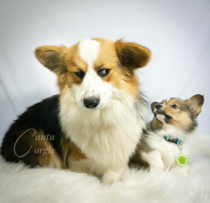 03-11-03-1647417806516533293