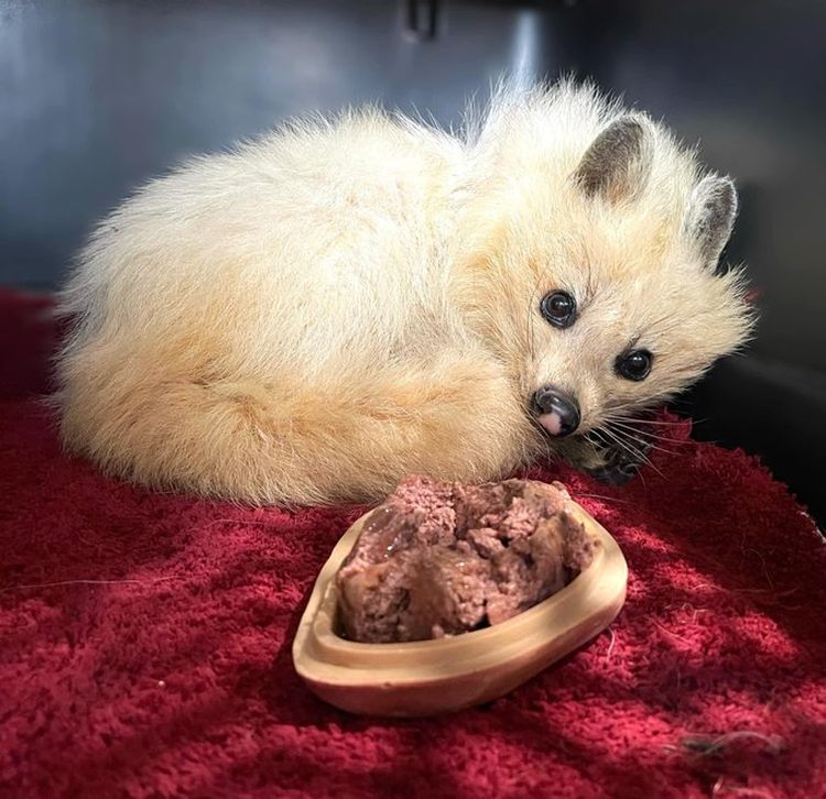 03-11-50-16480254451813771071