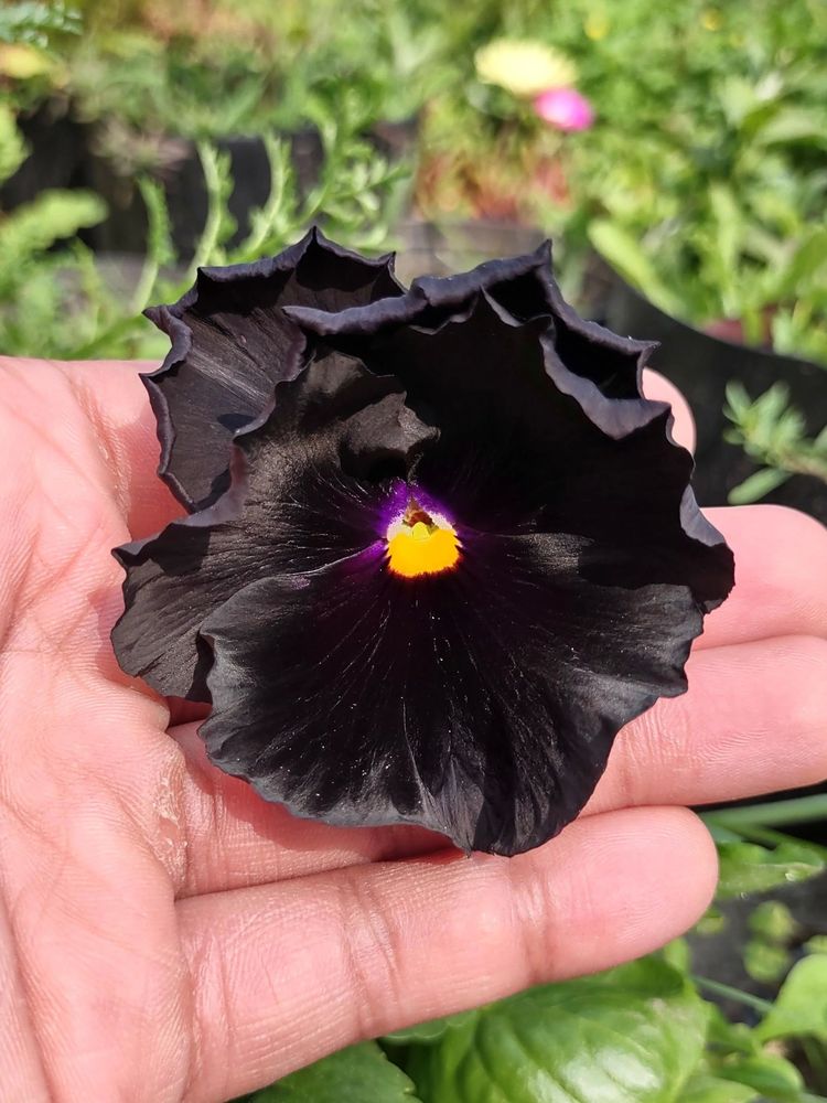 03-11-50-1648025449679358265