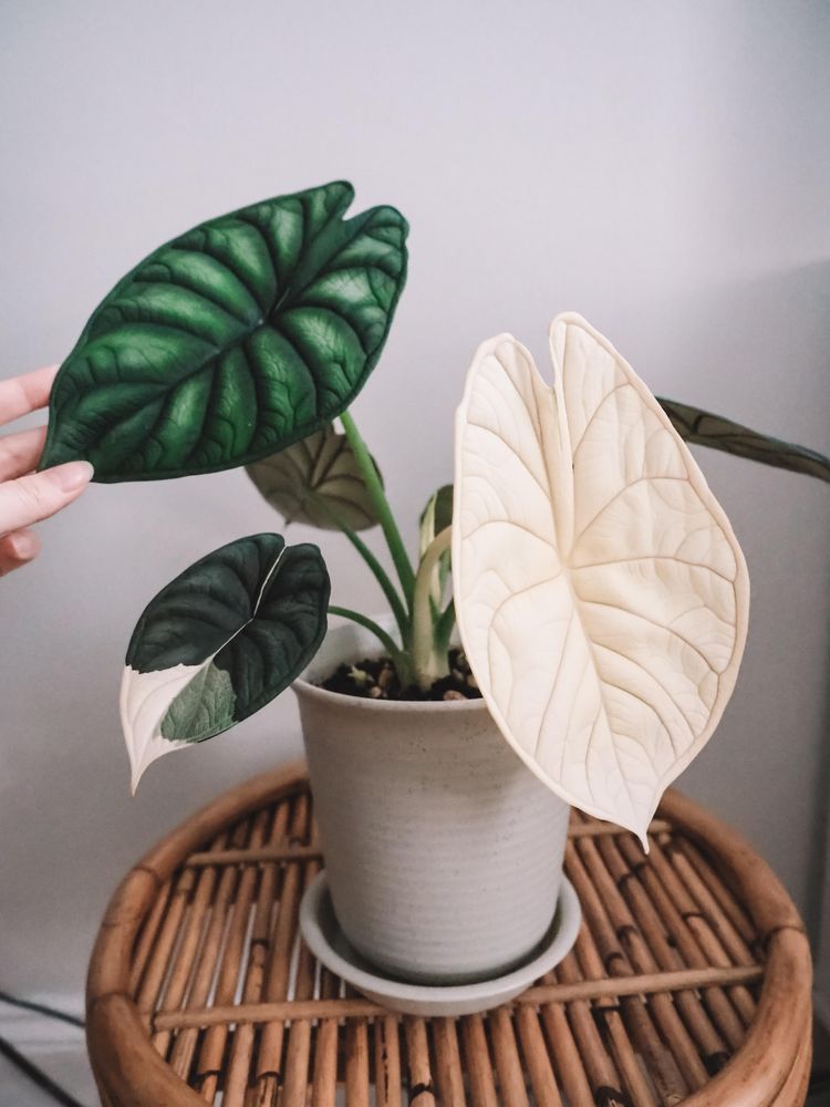 03-11-50-16480254571189625388